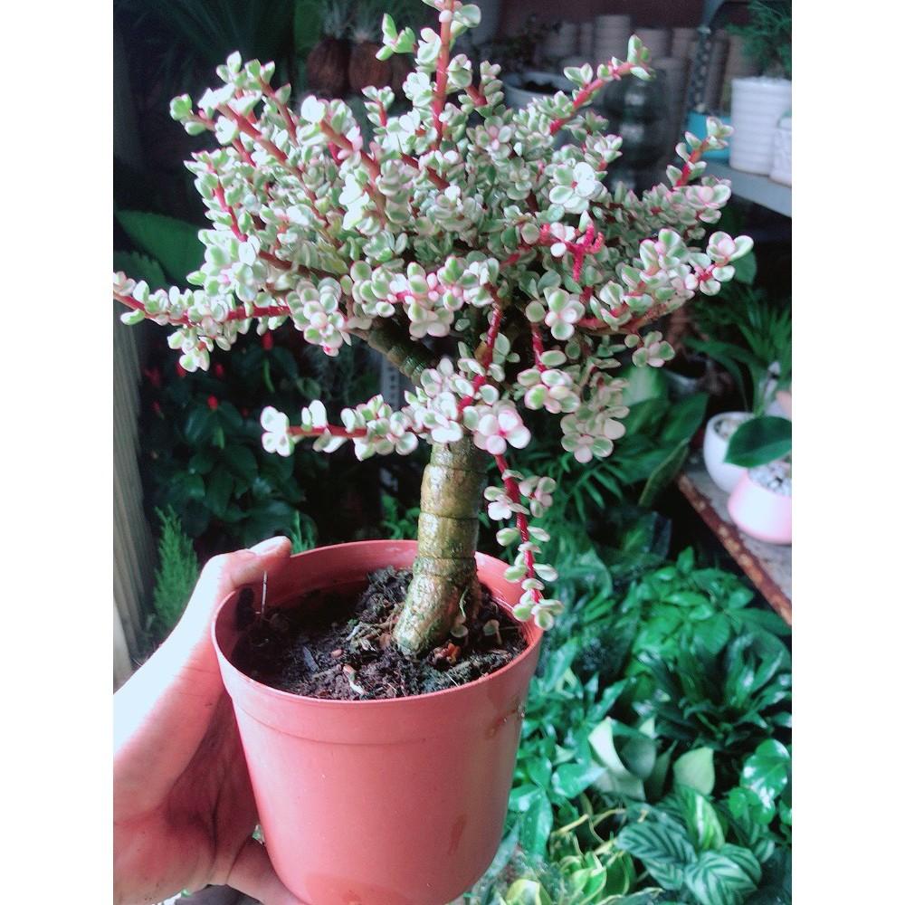 Cây Đô La Thân Cổ Thụ