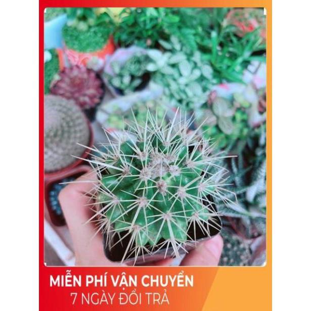 Xương Rồng Kim Hổ