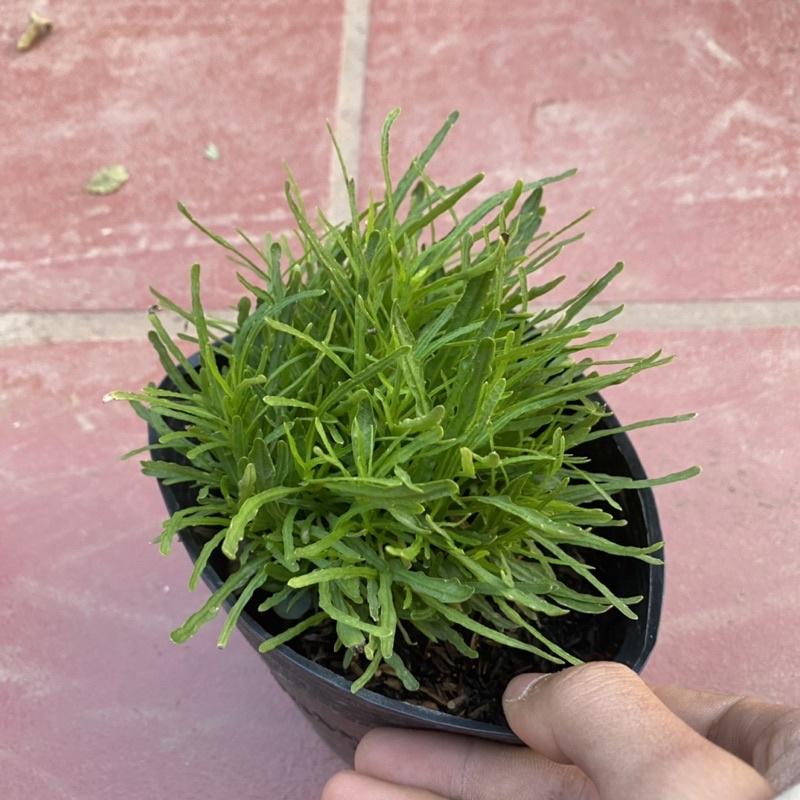 Cây Cỏ Mây bụi nhỏ thích hợp trang trí khuôn viên sân vườn