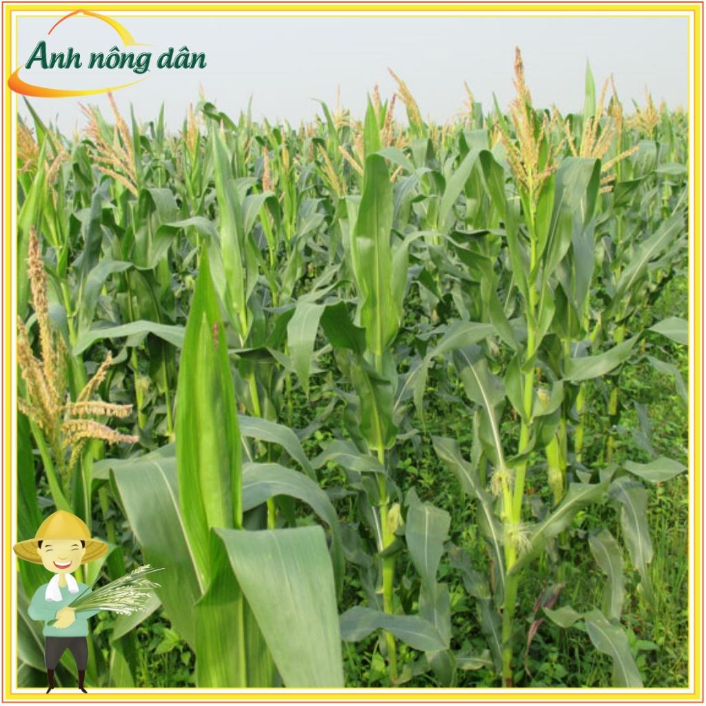 Gói 100g Hạt ngô nếp lai F1