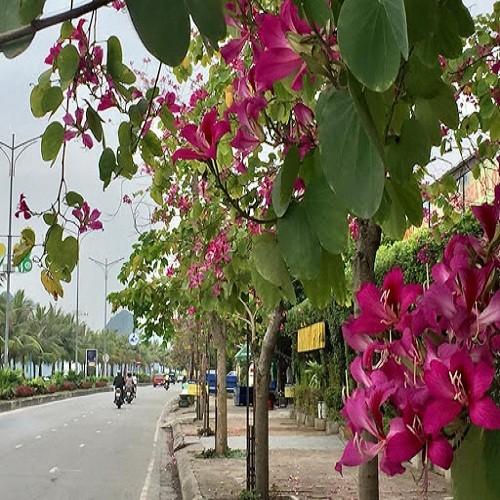 Cây ban tím giống cao gần 1m
