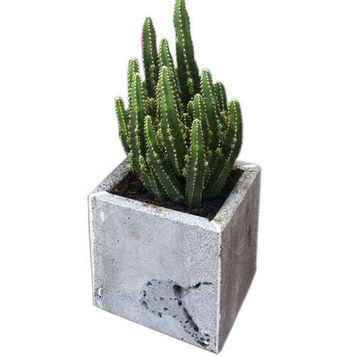 Chậu hoa treo tường trồng cây xinh xắn KT 10x10x10cm