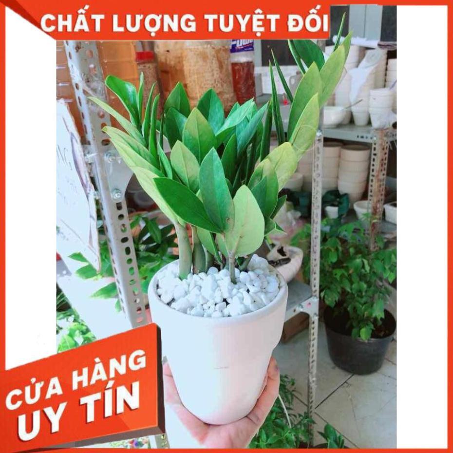 Chậu kim tiền Nhiều Người Mua