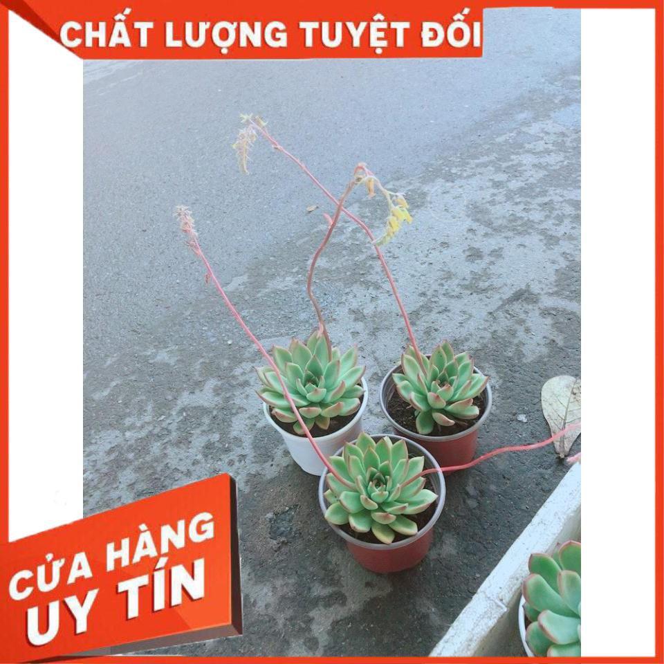 Chậu Sen Đá Viền Đỏ Nhiều Người Mua