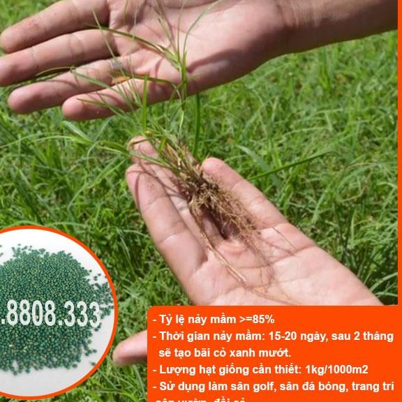 HẠT GIỐNG CỎ THẢM BERMUDA XANH - CỎ THẢM TRANG TRÍ SÂN VƯỜN, SÂN BÓNG, CỎ CHĂN NUÔI