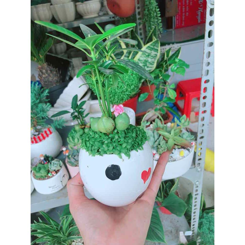 Chậu cây may mắn Bán Chạy