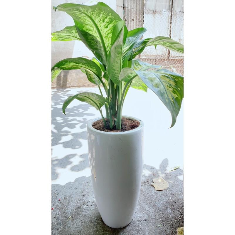 Chậu Cây Vạn Niên Thanh