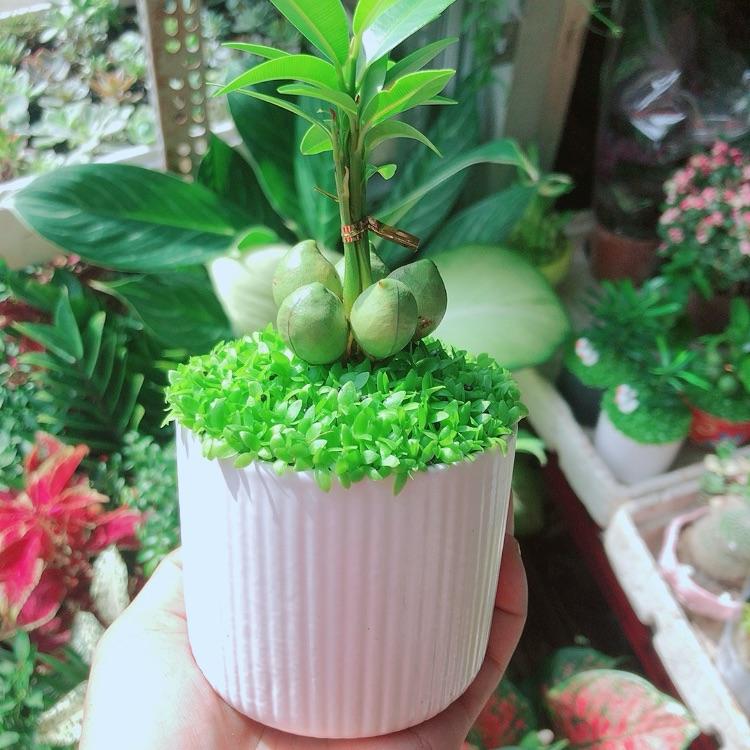 Chậu Cây May Mắn Tài Lộc
