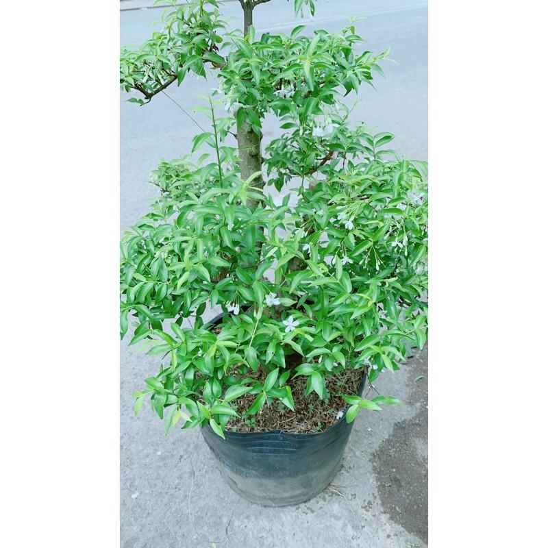 Mai Chiếu Thuỷ Bonsai Lớn