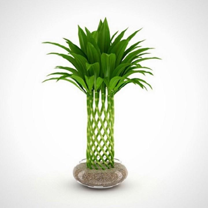 Cây trúc lộc