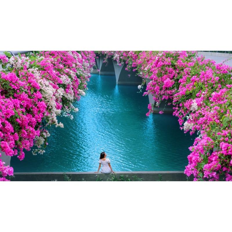 CÂY GIỐNG HOA BÔNG GIẤY