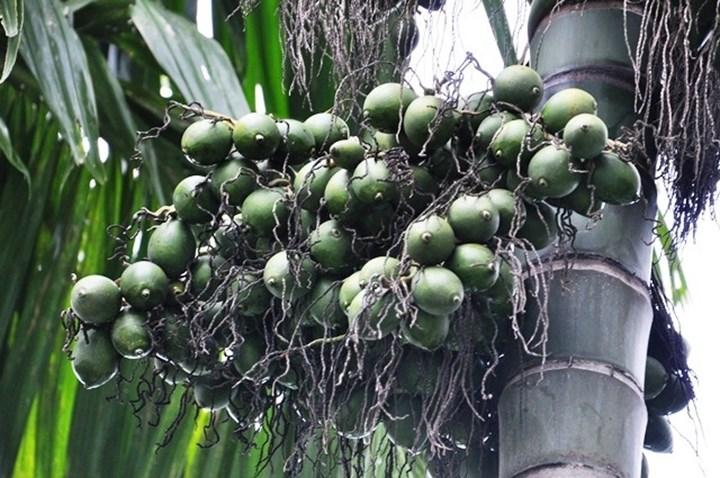 CÂY GIỐNG CAU ĂN TRẦU TỨ QUÝ bầu to CAO HƠN 1M RỒI