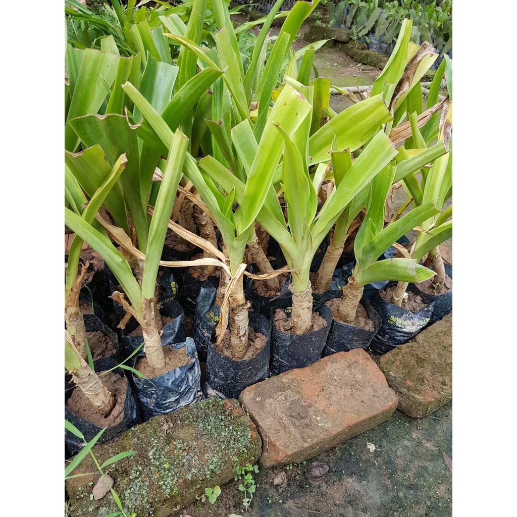 Lá cây náng đỏ tươi nặn bong gân, cây nhà trồng