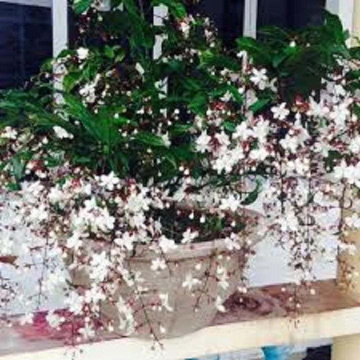 CHẬU CÂY " Dạ Ngọc Minh Châu "