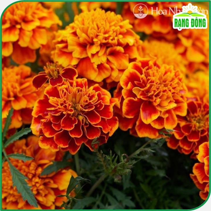Hạt giống Hoa Cúc Vạn Thọ Pháp Ban Mai Rd 835 (0,1g~80 hạt) thân cao 30-35cm, thích hợp trồng chậu - Hạt giống Rạng Đông