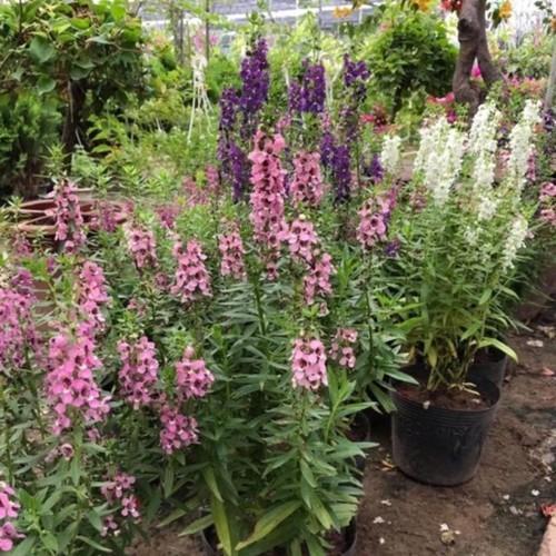 CHẬU HOA VIOLET NHẬT ĐỦ MÀU, HOA QUANH NĂM SIÊU ĐẸP