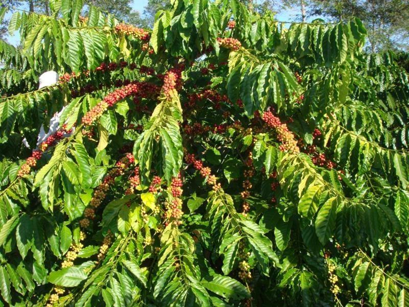 1 KG Hạt giống Cà Phê Vối cao sản TR4