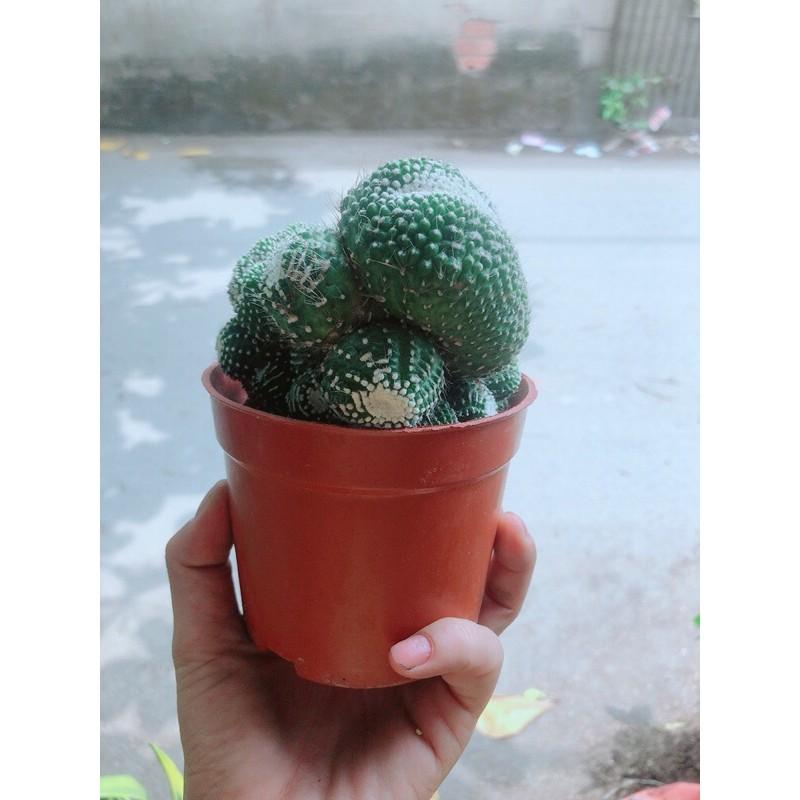 Xương Rồng Bụi