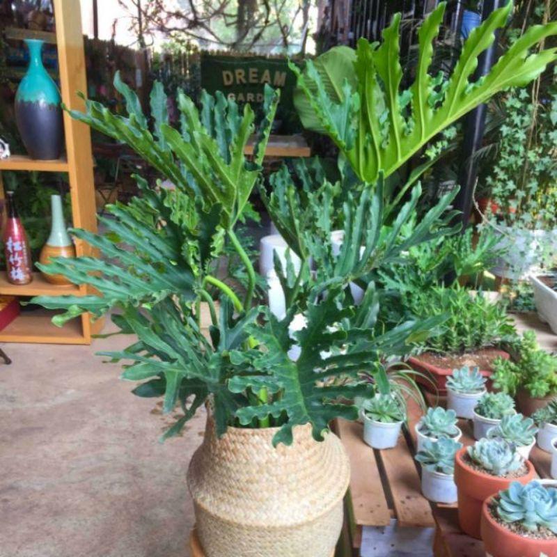 Trầu Bà Thanh Xuân