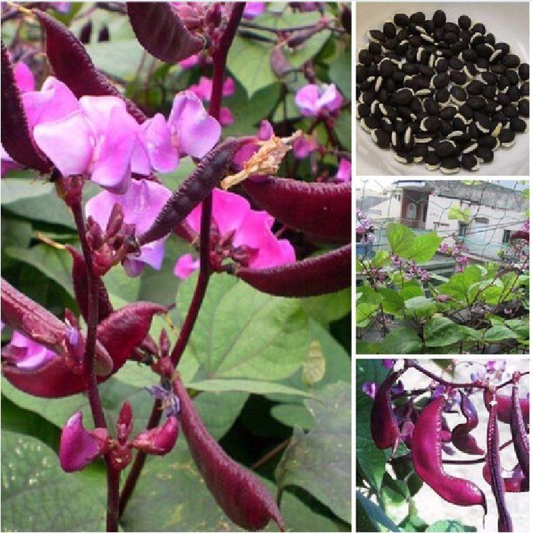 Hạt giống đậu ván tím dể trồng f1 -gói 5 hạt-tặng kèm gói phân bón lót