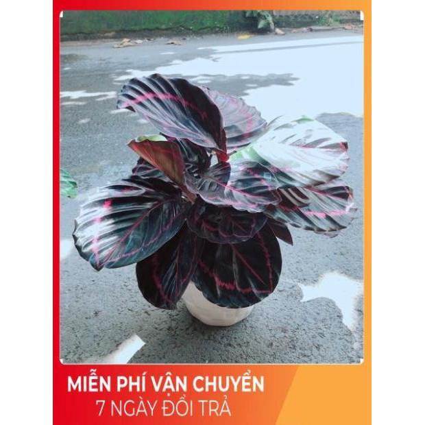 Chậu Đuôi Công Tím