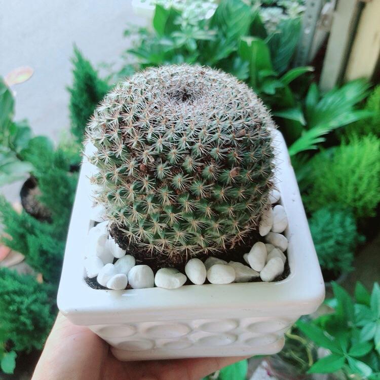Chậu Cây Xương Rồng