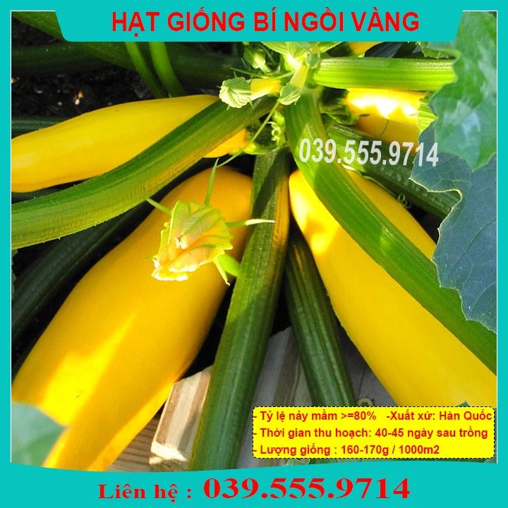 HẠT GIỐNG BÍ NGỒI VÀNG 10 HẠT - Năng Suất Cao