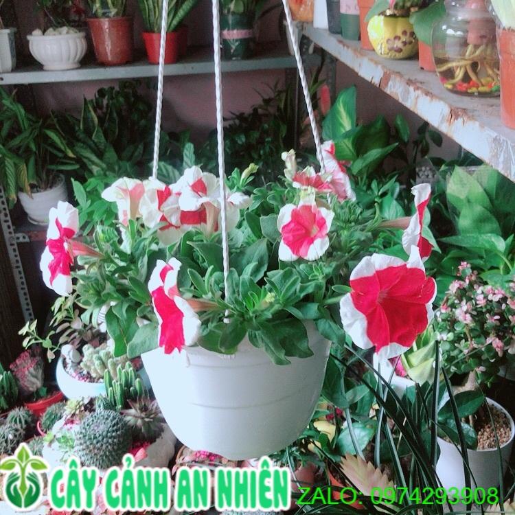 Chậu Cây Dạ Yến Thảo Đỏ Viền Trắng