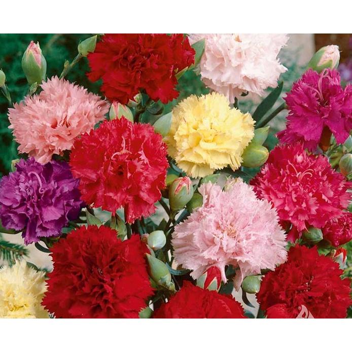 Hạt Giống Hoa Cẩm Chướng Kép Mix Màu KNS3599 - Gói 50 hạt