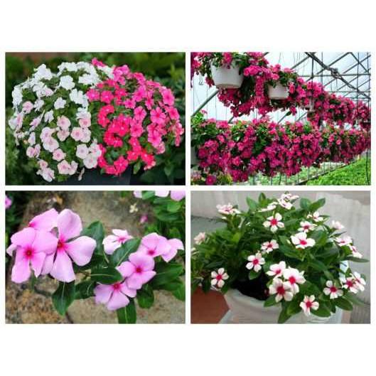 HẠT GIỐNG HOA DỪA CẠN nhiều màu dễ trồng