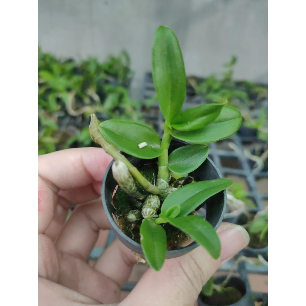 Phi Điệp Đột Biến 5 Cánh Trắng Phú Quý