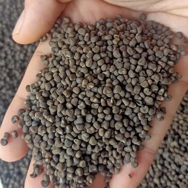 Hạt giống nhân sâm bố chính-Gói 10 hạt/tặng kèm gói phân bón lót