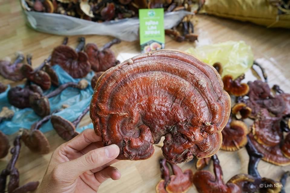 Nấm Lim Xanh Tự Nhiên Nguyên Cây | Hộp 500gr