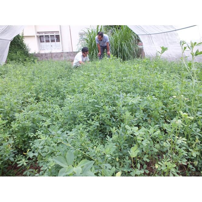 HẠT GIỐNG CỎ ALFALFA - 100gr