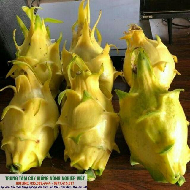 Cây Thanh Long Vỏ Vàng