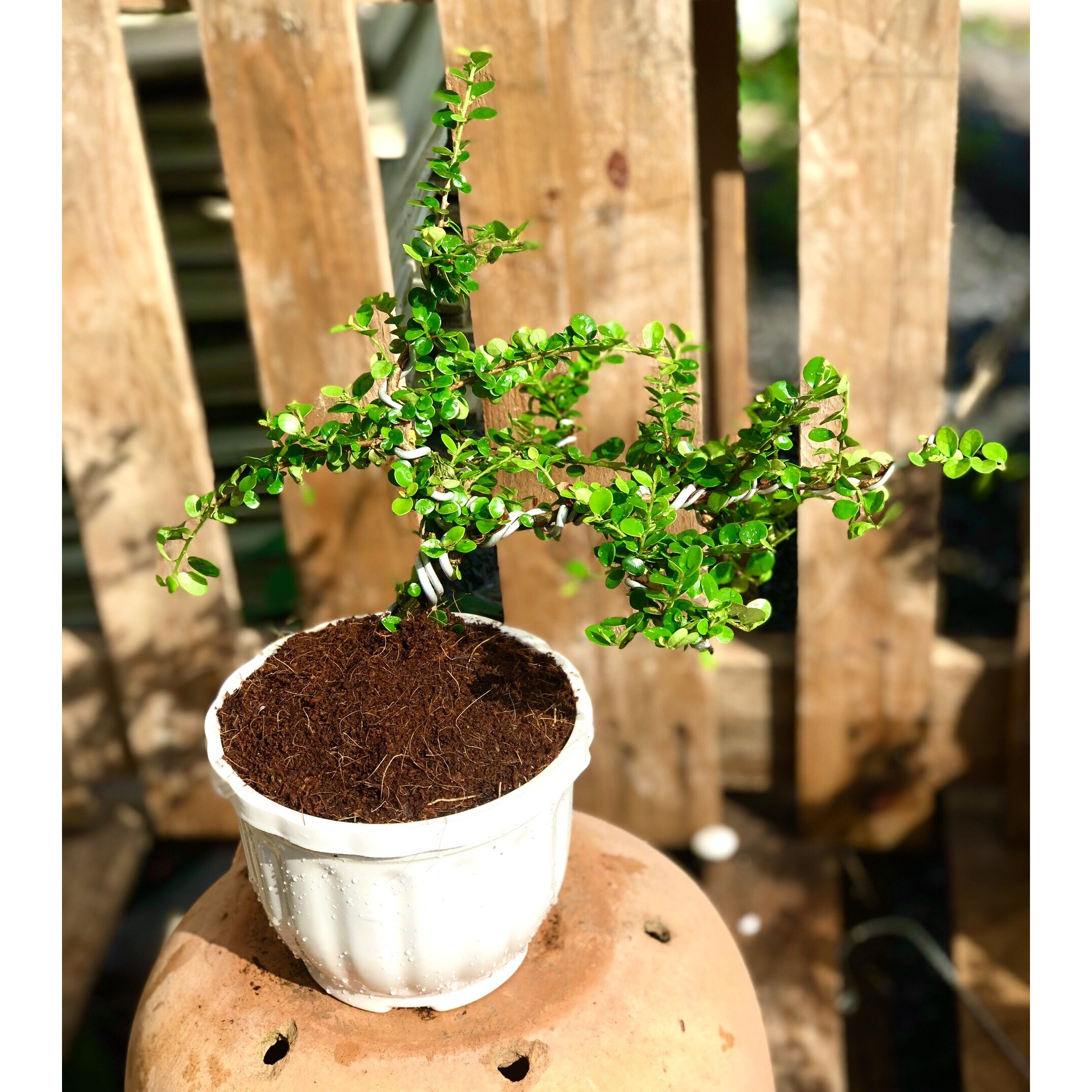 Cây trà Phúc Kiến Bonsai