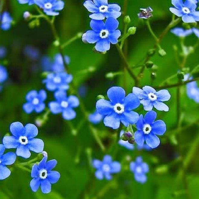 Hạt giống hoa lưu ly màu xanh-gói 100 hạt