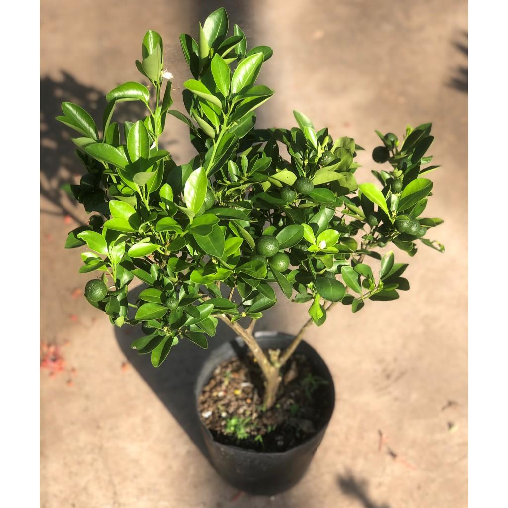 Cây tắc ăn trái cao 50 - 70 cm