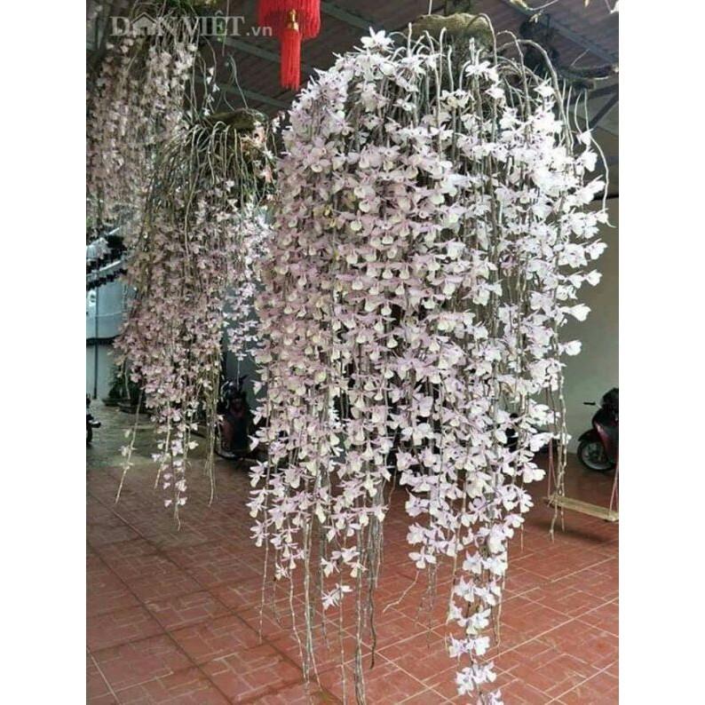 5 Cây Giống hoa lan