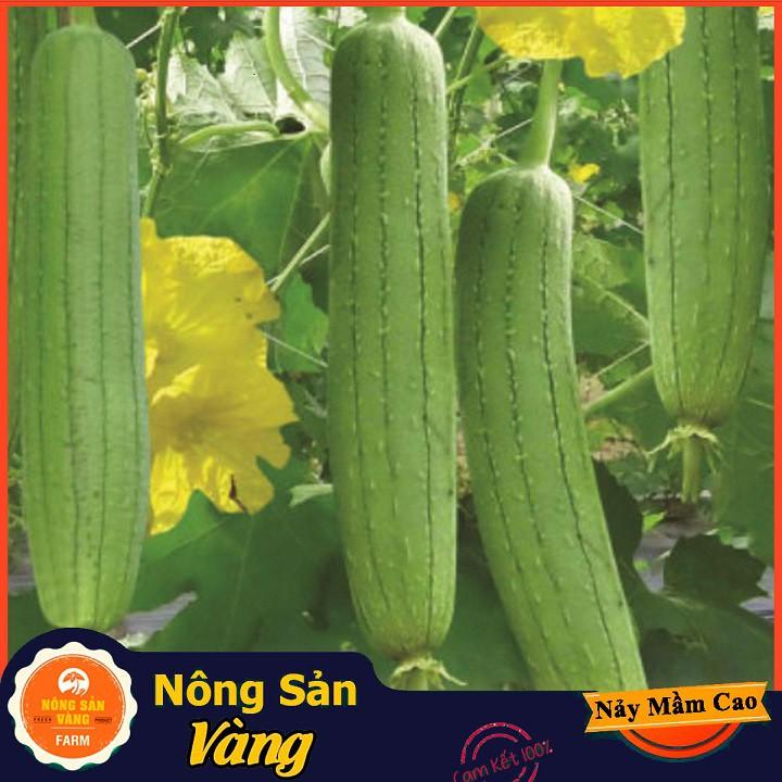 Hạt giống Mướp Hương ( Gói 15 hạt ) - Nông Sản Vàng