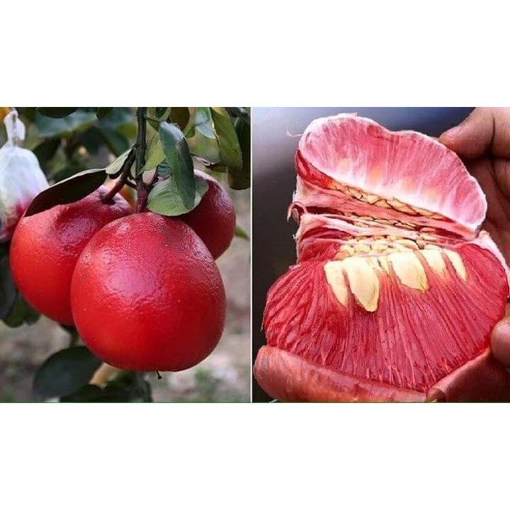 Cây bưởi tiến vua