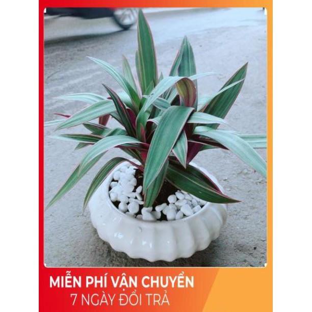 Chậu Cây Bảy Sắc Cầu Vòng