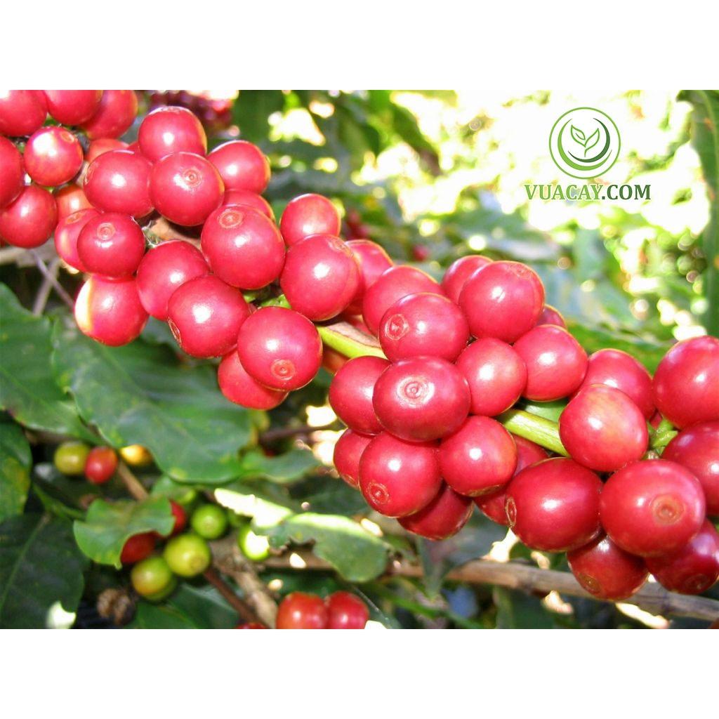 1 KG HẠT GIỐNG CÀ PHÊ TRS1 .