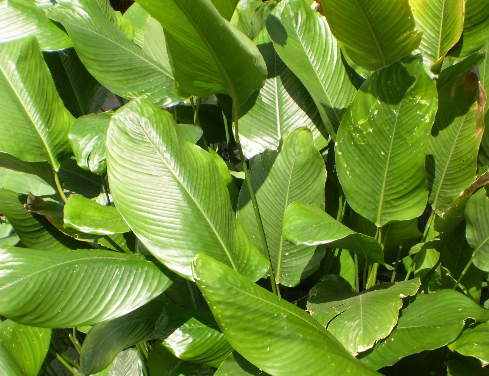 Lá dong tươi gói tất cả loại bánh