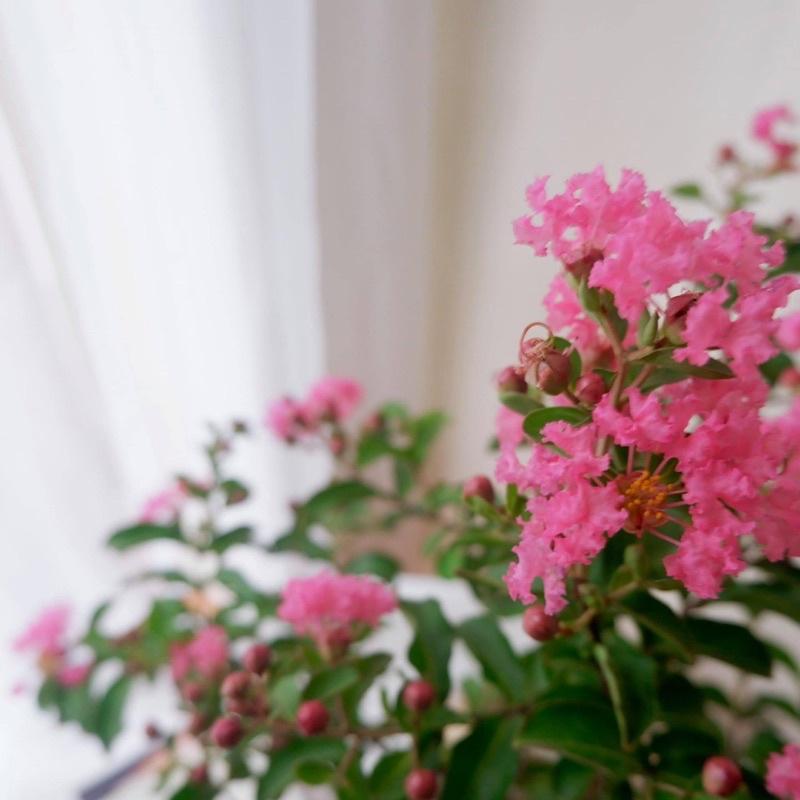 Cây hoa tường vi giống khoẻ mạnh dễ trồng và chăm sóc.