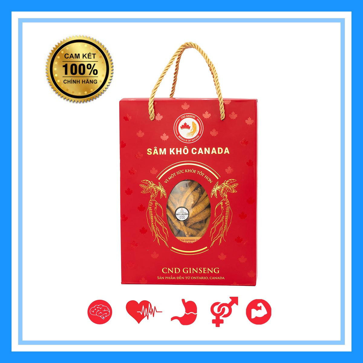 Nhân Sâm Canada - Sâm Khô Nguyên Củ - Nhỏ & Dài