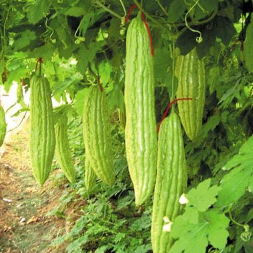 Hạt Giống Mướp Đắng Siêu Trái F1 Loại Siêu Dễ Trồng & Dễ Thu Hoạch Tặng kèm Hướng Dẫn Trồng