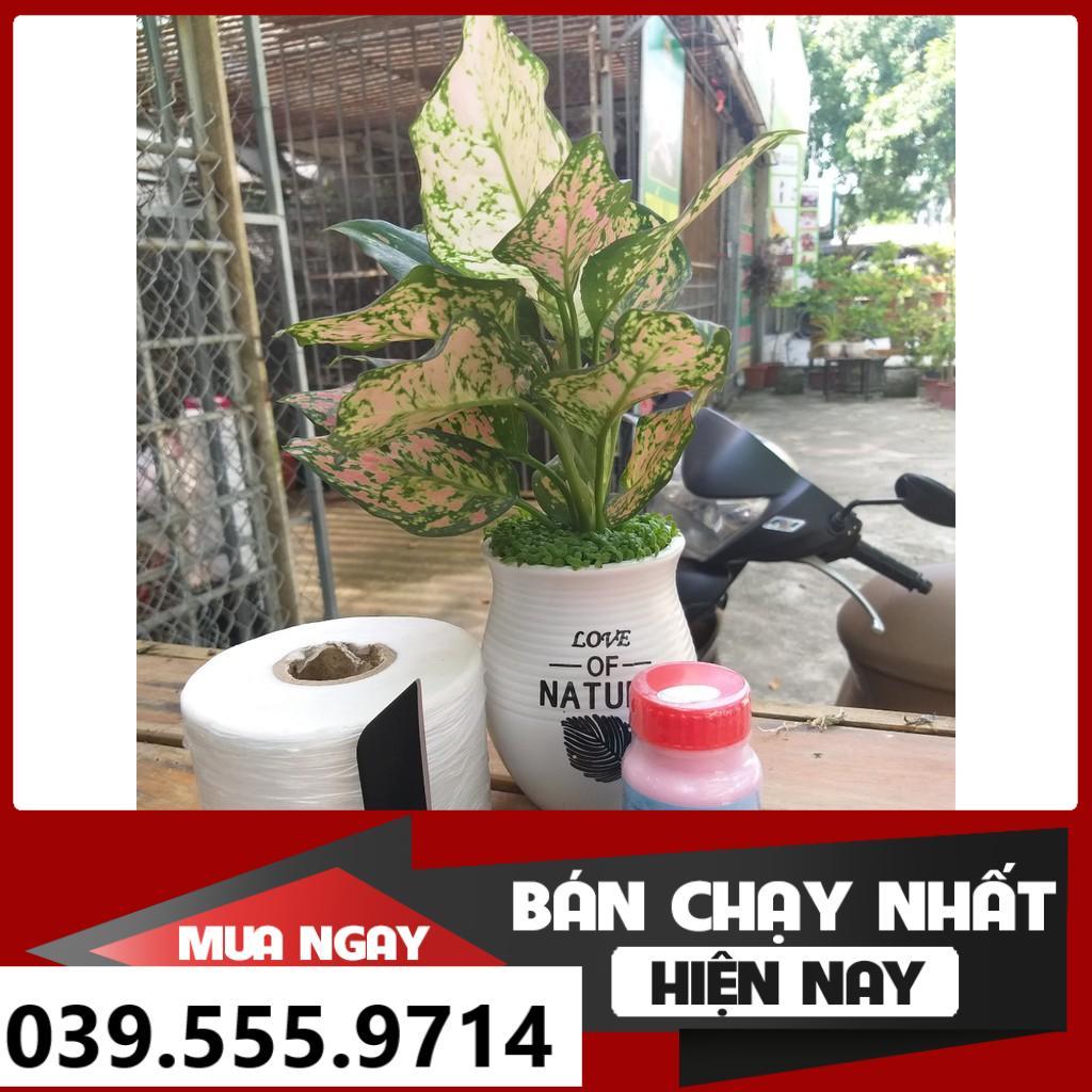 Combo Keo Liền Sẹo,Dụng Cụ Ghép, Cuộn Giấy Ghép Cây 3cm - Chuyên Dùng Trong Cắt Ghép Cây