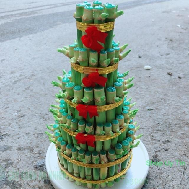 Cây Trúc Phát Tài Kèm Dĩa