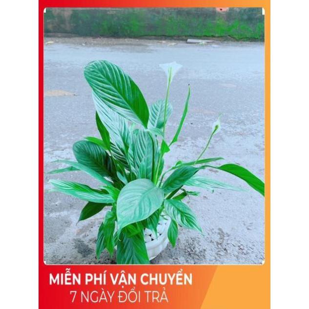 Chậu Cây Lan Ý
